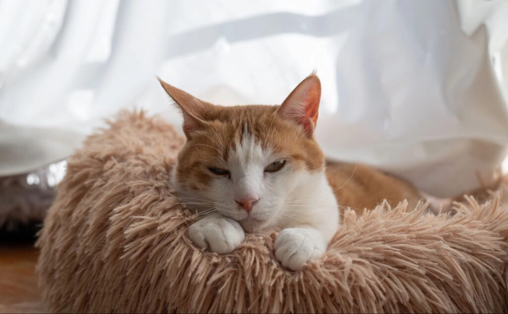 корм Brit Care для котов